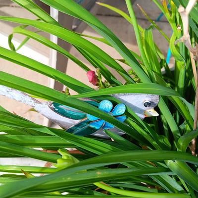 LIVE FLOWERING PLANTS