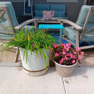 LIVE FLOWERING PLANTS