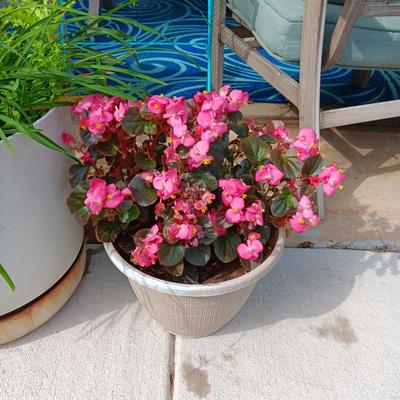 LIVE FLOWERING PLANTS