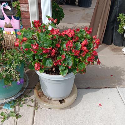 LIVE FLOWERING PLANTS