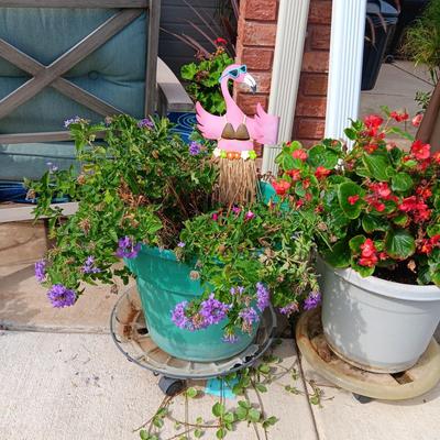 LIVE FLOWERING PLANTS