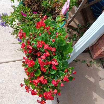LIVE FLOWERING PLANTS