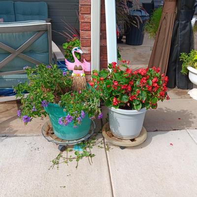 LIVE FLOWERING PLANTS