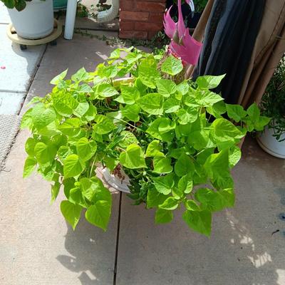 FAIRLY LARGE LIVE PLANT W/METAL FLAMINGO