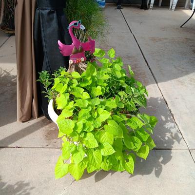 FAIRLY LARGE LIVE PLANT W/METAL FLAMINGO