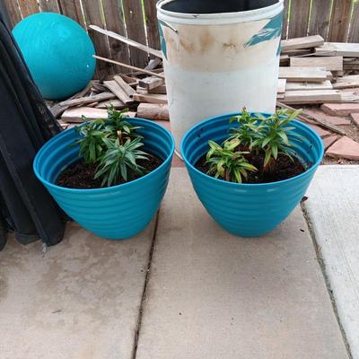 2 FLOWERING LIVE PLAANTS