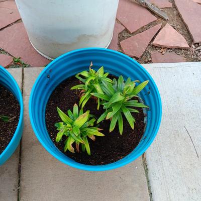 2 FLOWERING LIVE PLAANTS