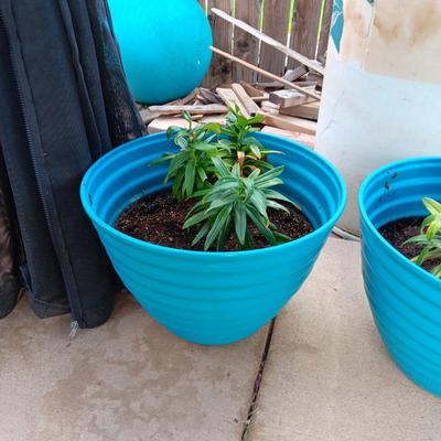 2 FLOWERING LIVE PLAANTS
