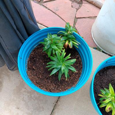 2 FLOWERING LIVE PLAANTS