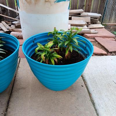 2 FLOWERING LIVE PLAANTS