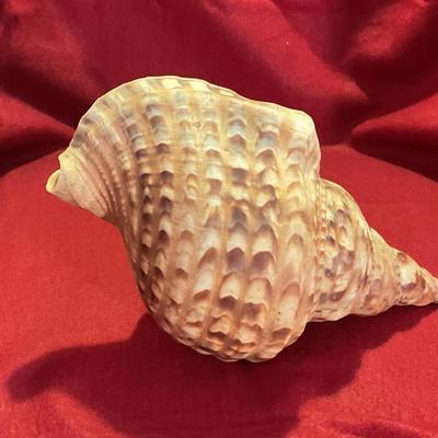 Large sea shell 8 to 10”, nice colors