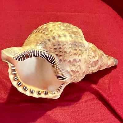 Large sea shell 8 to 10”, nice colors