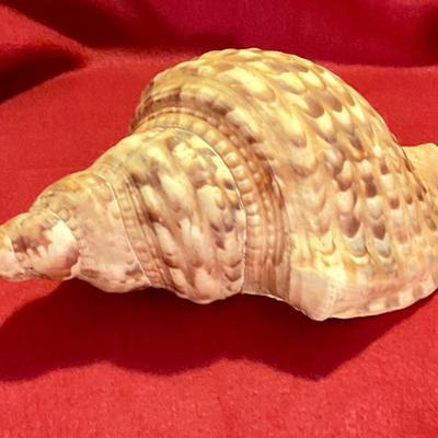 Large sea shell 8 to 10”, nice colors