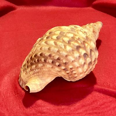Large sea shell 8 to 10”, nice colors