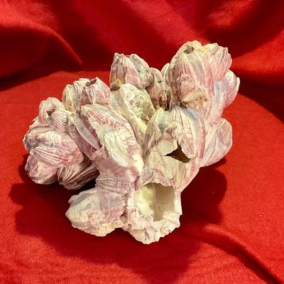 Ocean Pink Purple Barnacle Coral Cluster