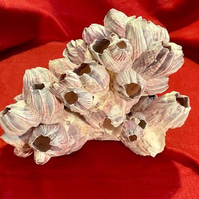 Ocean Pink Purple Barnacle Coral Cluster