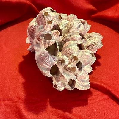Ocean Pink Purple Barnacle Coral Cluster