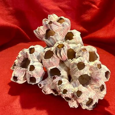 Ocean Pink Purple Barnacle Coral Cluster