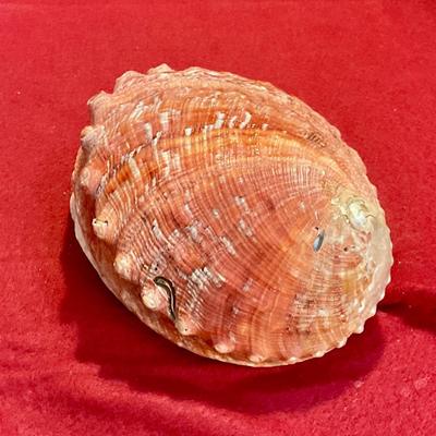 Large Abalone shell