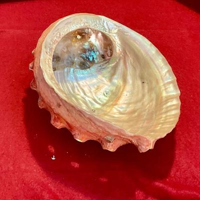 Large Abalone shell