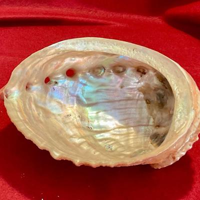 Large Abalone shell