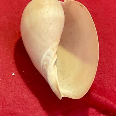 Nautilus shell large, great condition