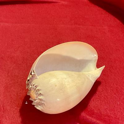 Nautilus shell large, great condition
