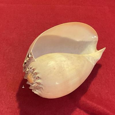 Nautilus shell large, great condition