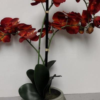 Silk Orchid in Pot