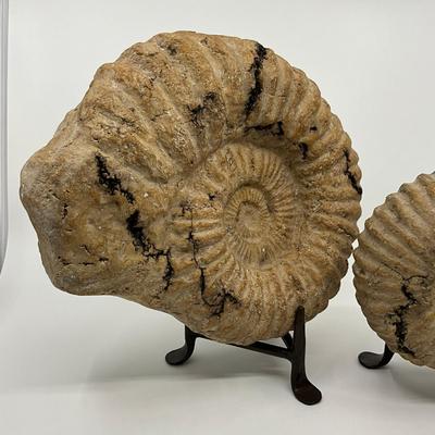 728 Pair of Faux Ammonite on Stands