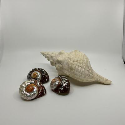 841 Set of 4 Sea Shells