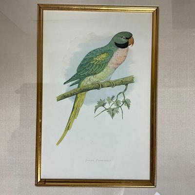861 Two Framed Parakeet Colored Lithographs