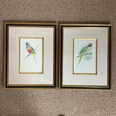 861 Two Framed Parakeet Colored Lithographs