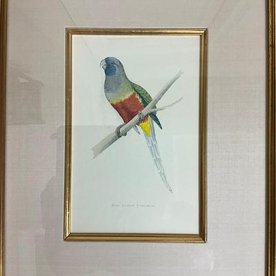 861 Two Framed Parakeet Colored Lithographs