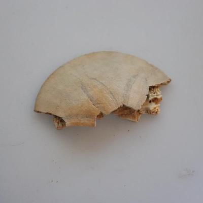 Seashells and small shelf