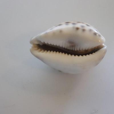 Seashells and small shelf