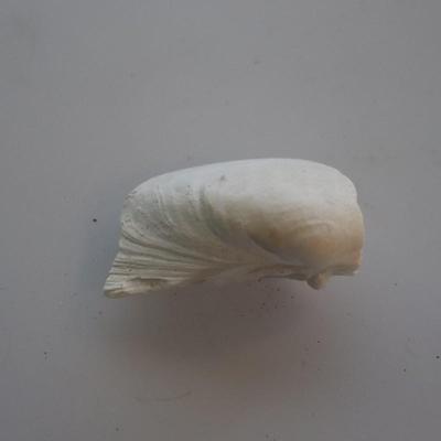 Seashells and small shelf