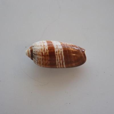 Seashells and small shelf