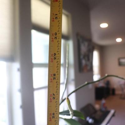 Houseplant