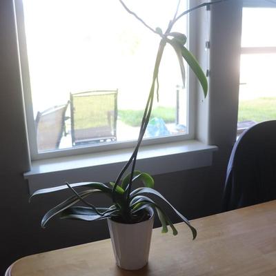 Houseplant