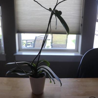 Houseplant