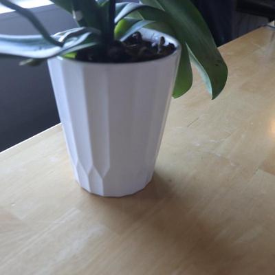 Houseplant