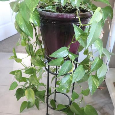 Houseplant and stand