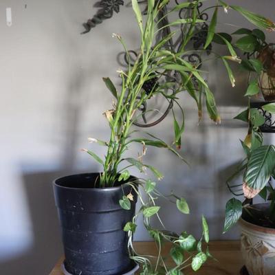 Houeplant w/ planter