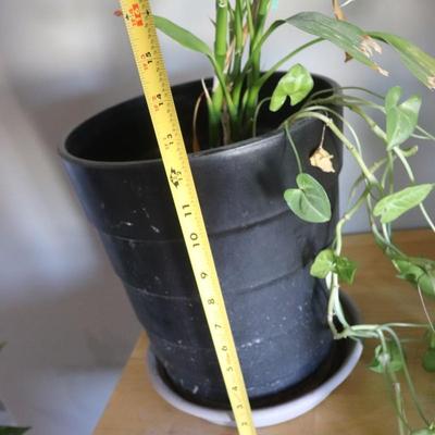 Houeplant w/ planter