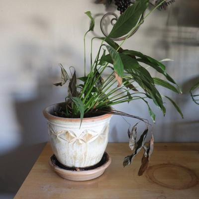 Houseplant with planter