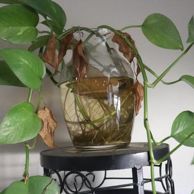 Small starter houseplant with stand