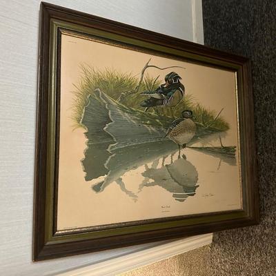 Wood Duck Framed Print