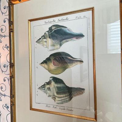 961 Pair of Framed Antique Shell Prints