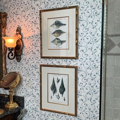 961 Pair of Framed Antique Shell Prints